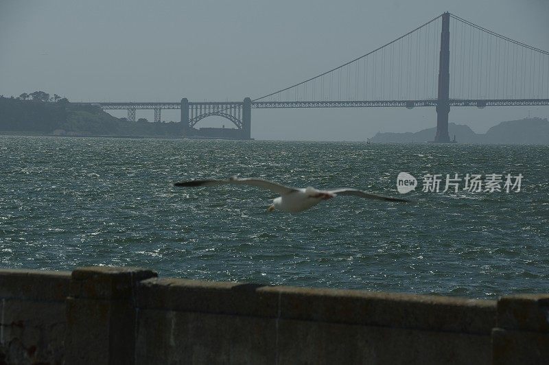 海鸟在行动