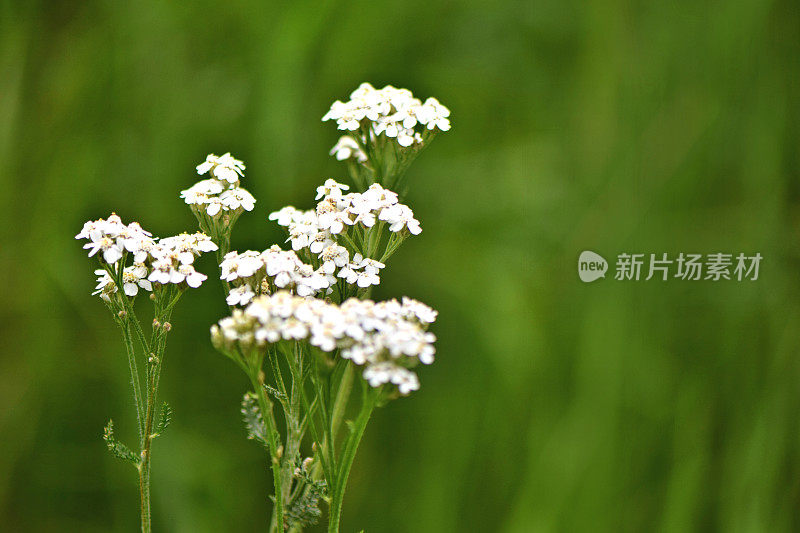 草地上的白蓍草花