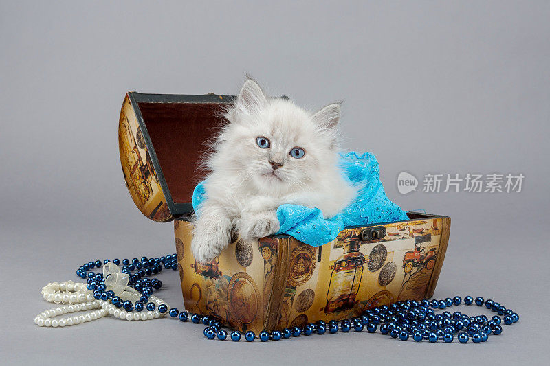 篮子里西伯利亚小猫的画像