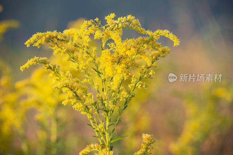 秋麒麟草属植物