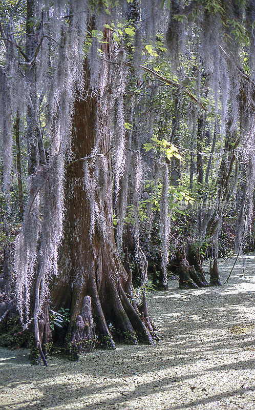 有秃柏树和西班牙苔藓的路易斯安那河