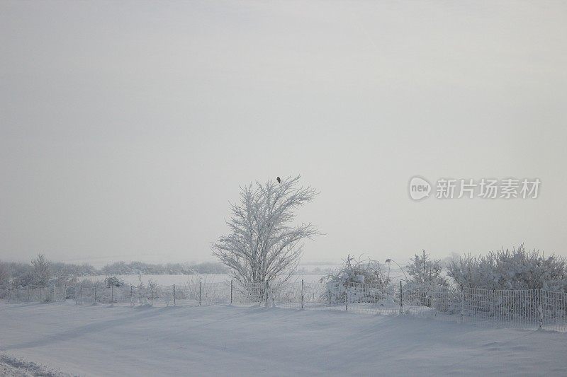 冬天雪风景画