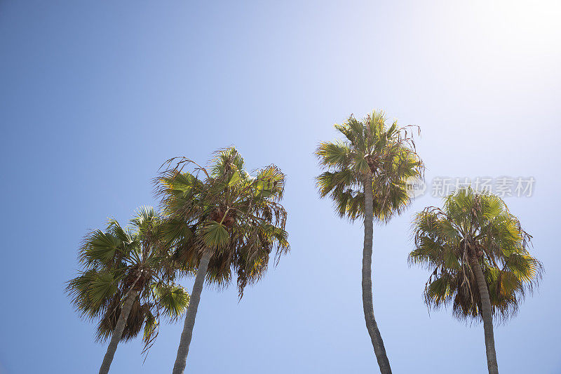 高大的加州棕榈树