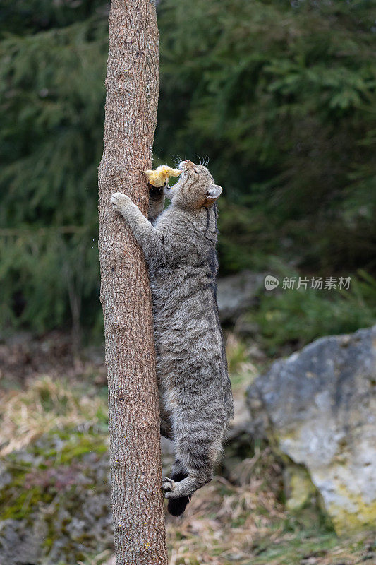 爬在树上的欧洲野猫