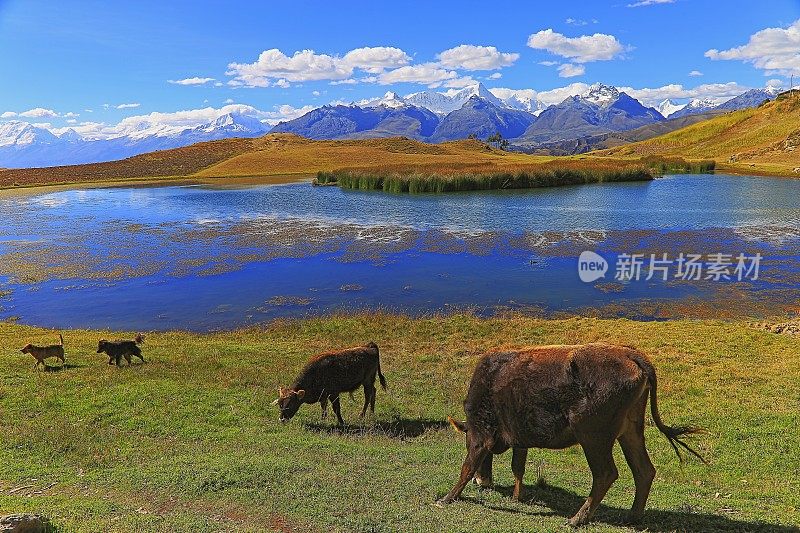 秘鲁，卡什山脉，Wilcacocha湖上的奶牛和狗