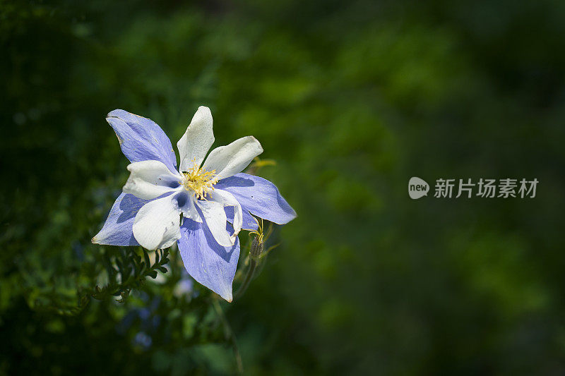 耧斗菜开花