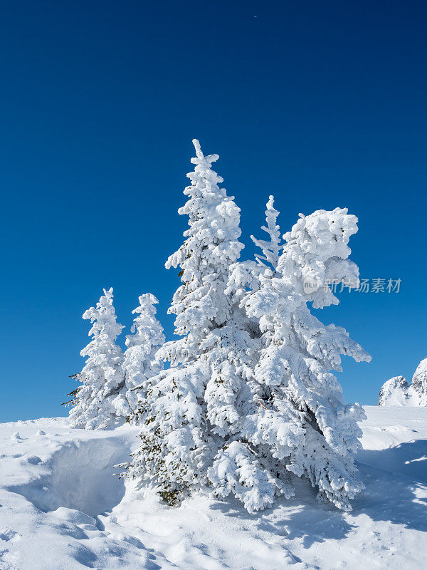 白雪覆盖的冷杉树