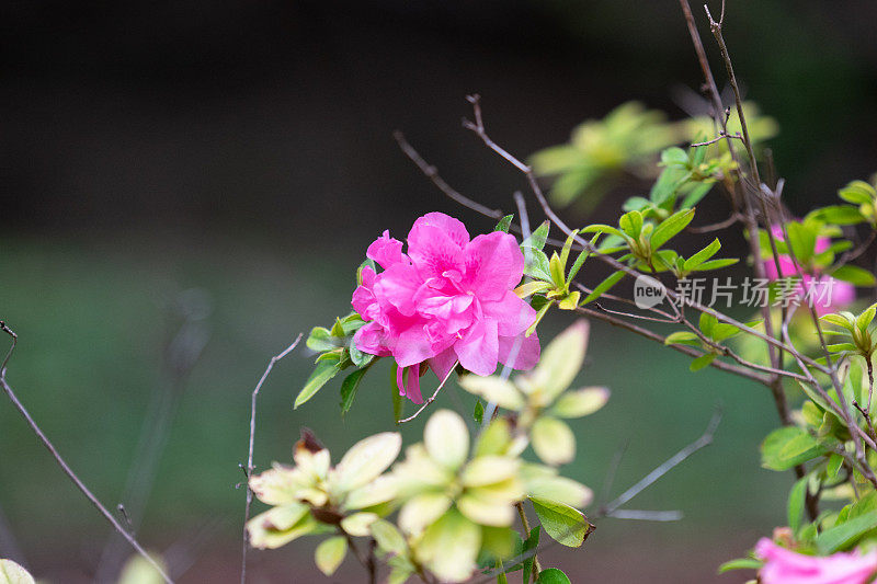 粉红色和绿色花浸泡