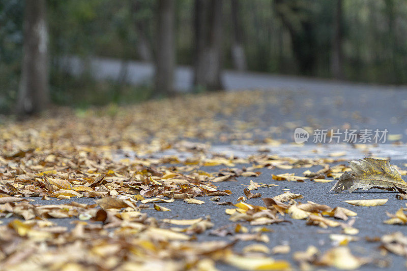 黄叶飘落，铺满了道路