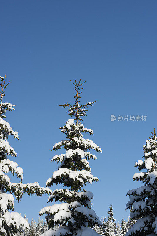 冬天，雪覆盖着挪威云杉