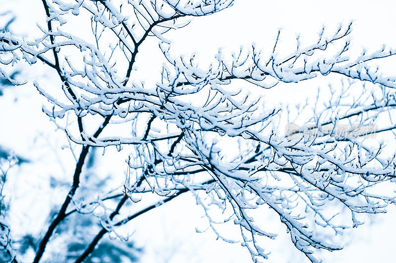 分支与雪