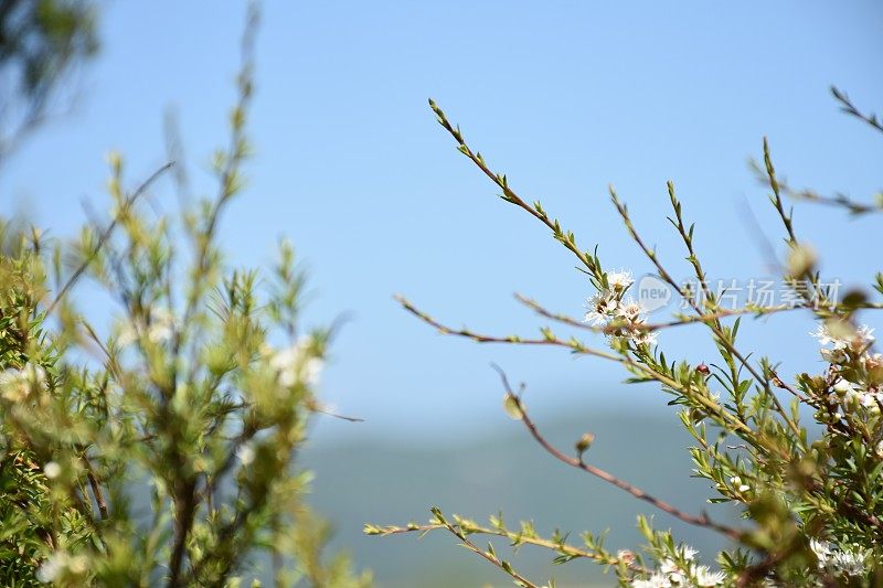 卡努卡（昆泽亚埃里诺德）茶树