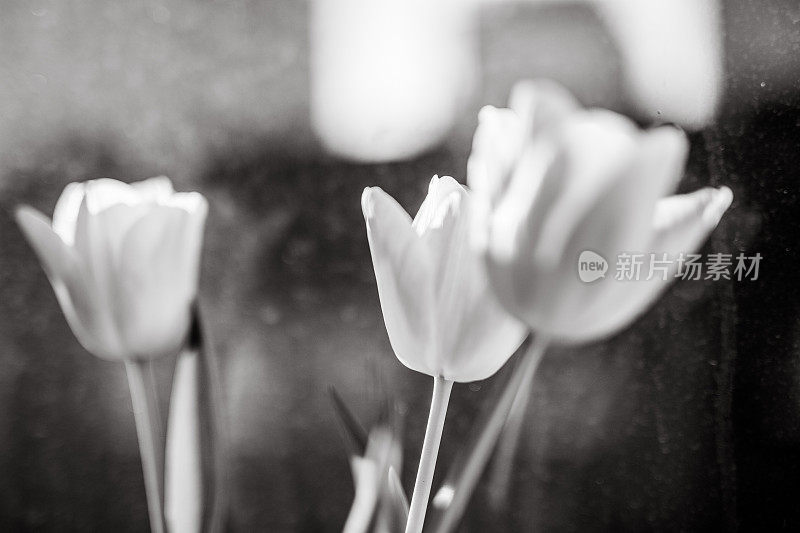 花瓶里的花，旧窗，黑白相间