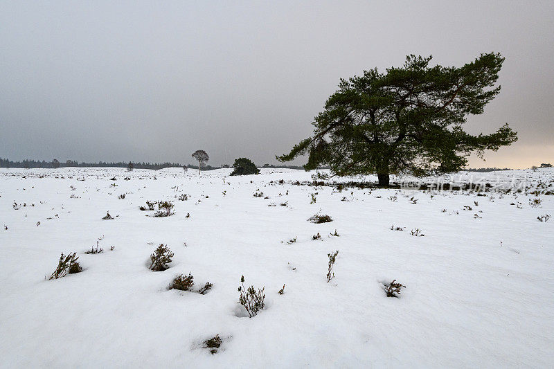 雪景在寒冷的冬日里与新鲜的雪