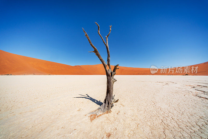死亡的孤独树死亡的山谷索苏斯瓦莱纳米比亚沙漠