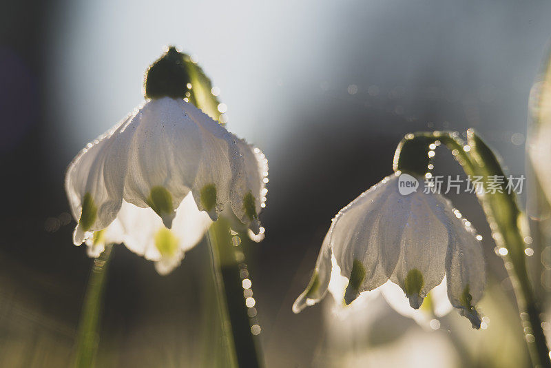 春天的雪花花(白花)在春天，闭合