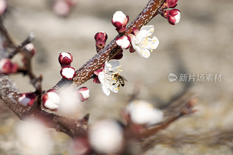 蜜蜂在杏树花上采集花蜜