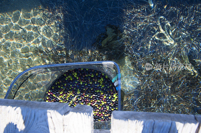 用海水发酵的生橄榄