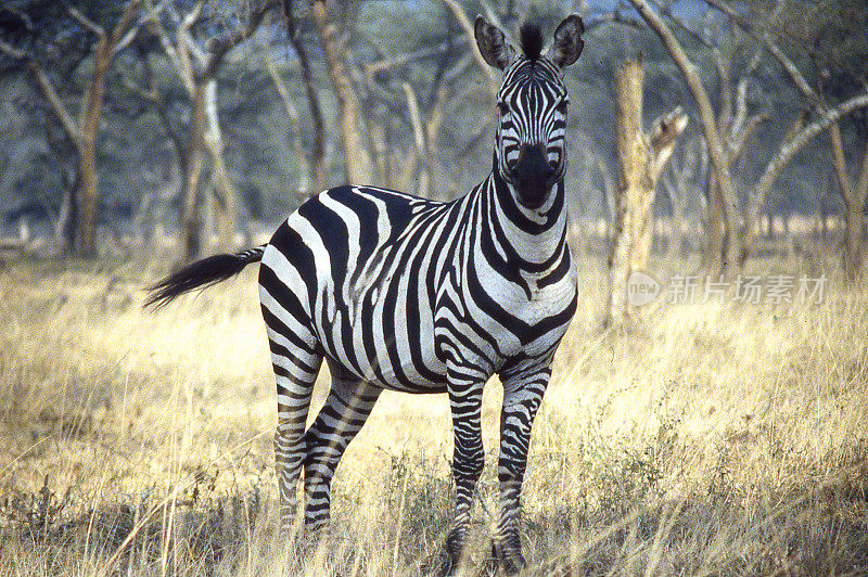 20世纪80年代，非洲卢旺达阿卡格拉国家公园草原灌木林地中的斑马