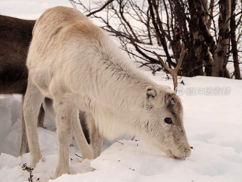 白色的驯鹿在吃雪