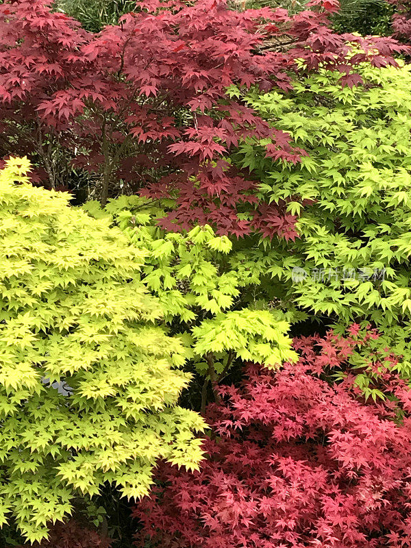 春天的日本枫树的形象，棕榈槭品种，红色的atropurpureum，紫色，黄色和绿色的叶子，样品枫树盆景树与树叶的对比，就像花在日本园林