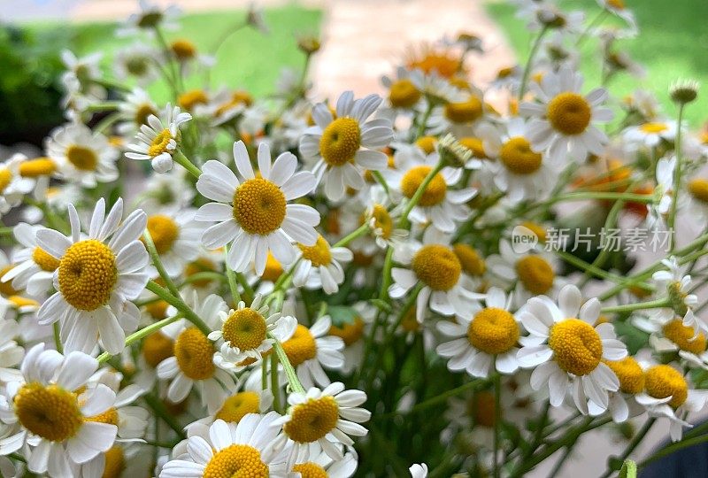 一束洋甘菊花