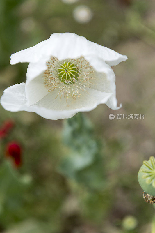 花，单朵花，罂粟，吗啡-毒品，可待因