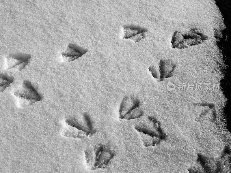 雪地上有海鸥的脚印