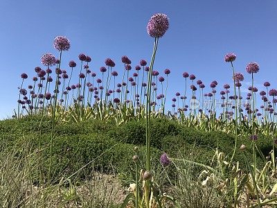 灯泡的花