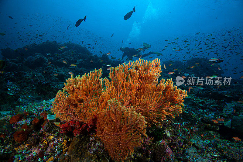 热带水族馆，热带水域海葵大近距离触须