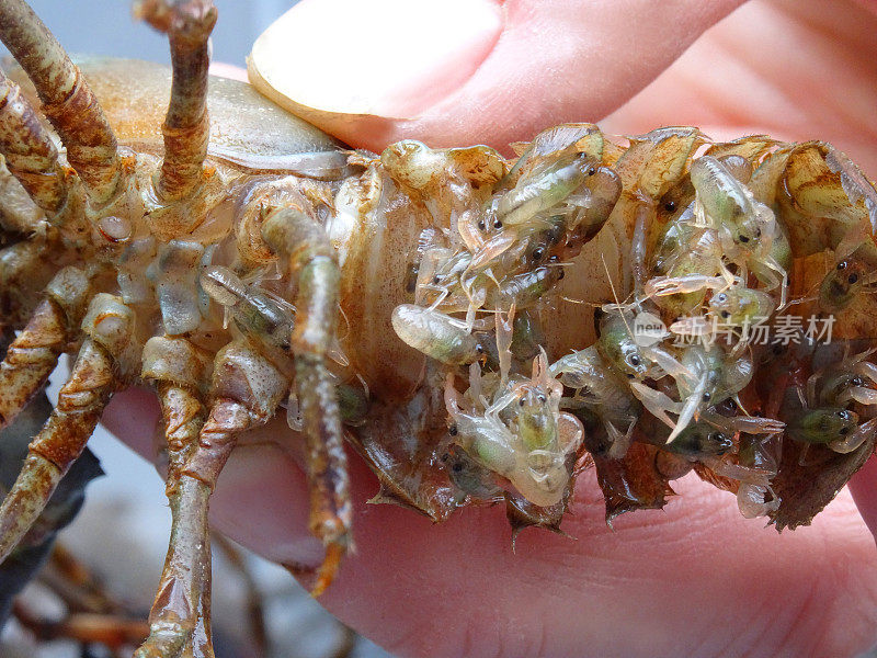 在美国，小龙虾的尾巴上覆盖着刚孵化的小龙虾和幼虾，腿和锋利的爪子与从欧洲英国的淡水河捕获的贝类一起被引进到英国，是一种健康的入侵物种
