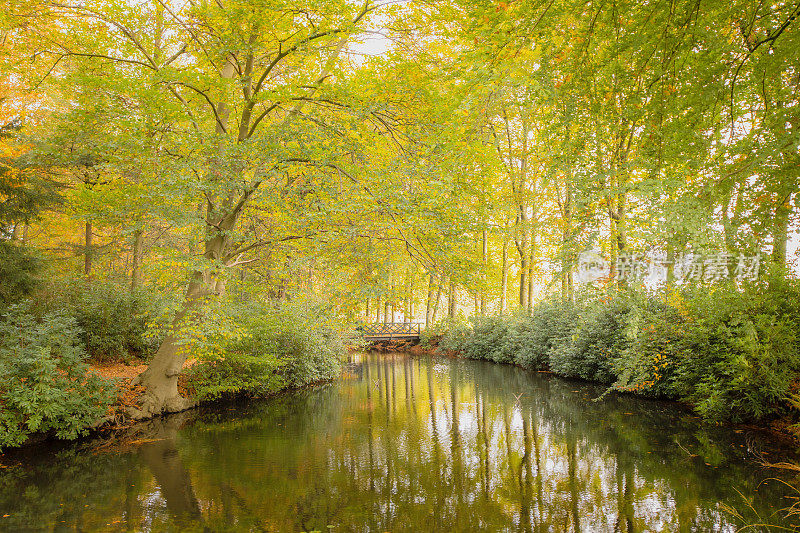 秋天的山毛榉森林景观有一条小溪穿过森林