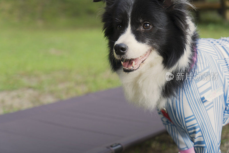 享受大自然的博德牧羊犬