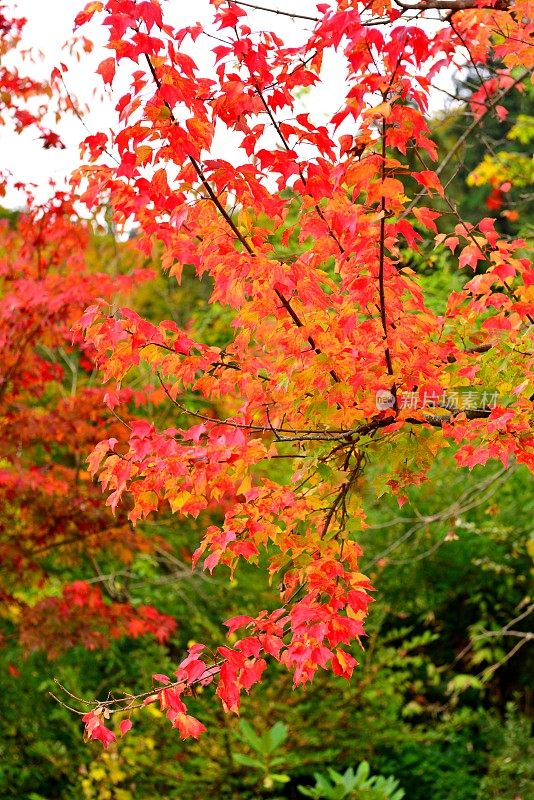 青森县黑石的中野百山公园秋叶