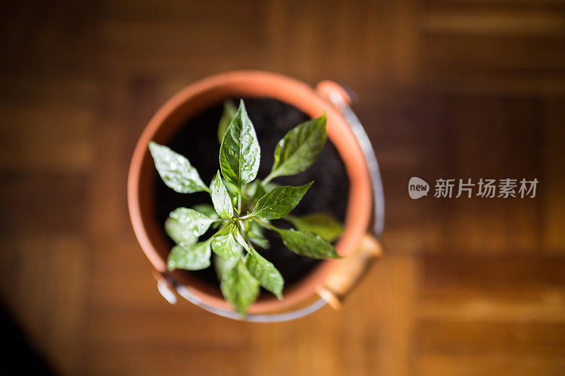 小植物在橙色花盆在地板上