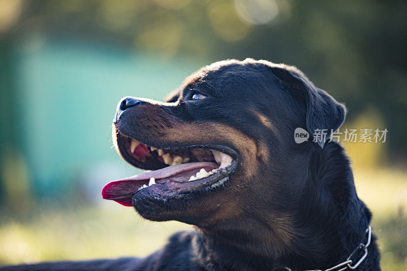 罗特韦尔犬户外