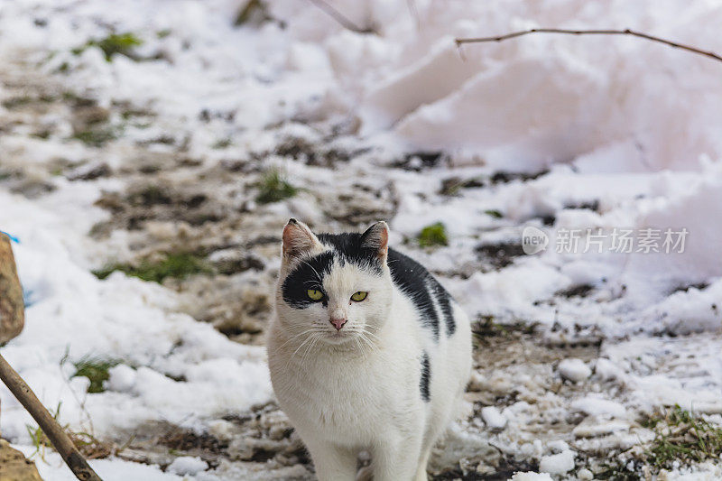 下雪天的猫