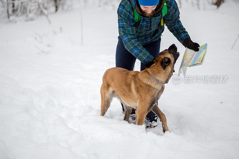 比利时牧羊犬马利诺犬在雪中与一名男子玩耍