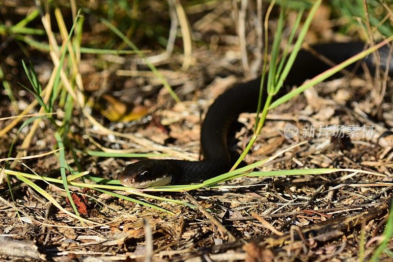 低角度拍摄的黑色赛车(Coluber蟒蛇)蛇的身体伸展到背景
