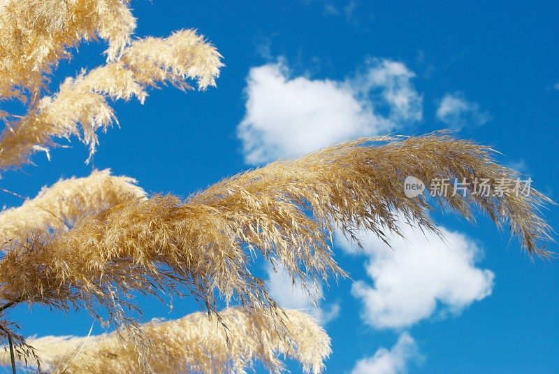 新西兰植物-“Toitoi”或“脚趾”草