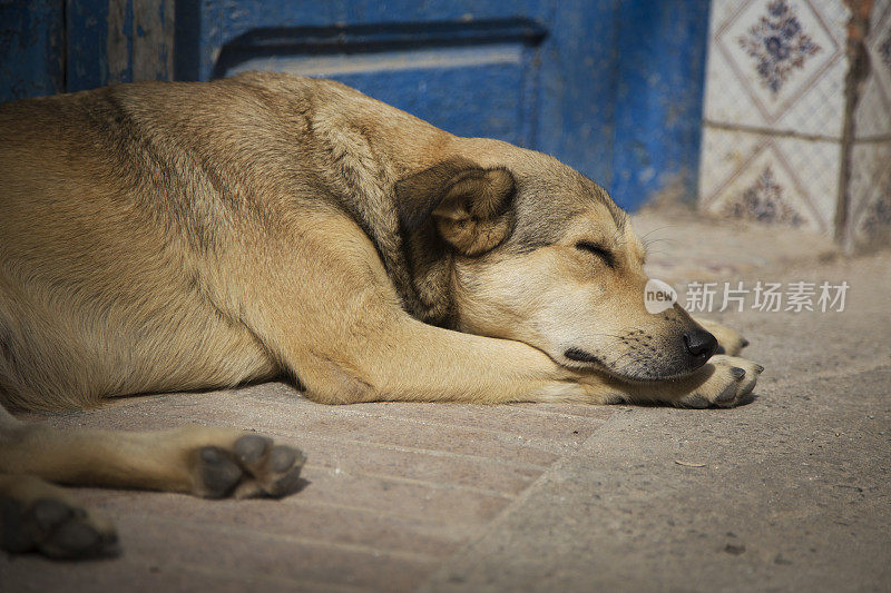 睡在街上的狗