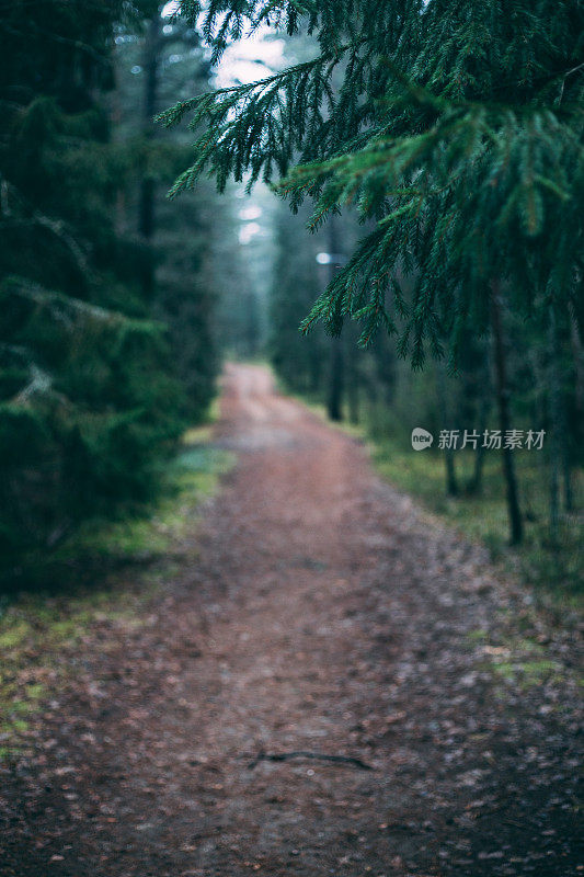 在一个有雾的冬天的早晨森林。雾给森林带来了一种神秘的气氛。