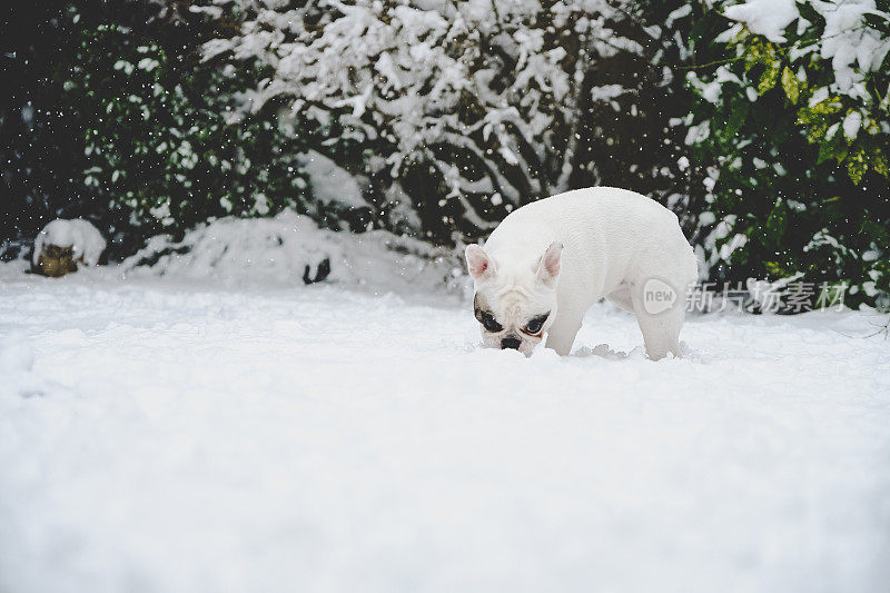 法国白斗牛犬小狗嗅雪。