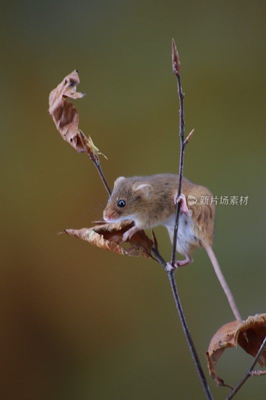 小老鼠