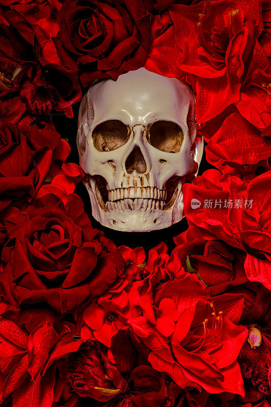 头盖骨躺在红花床上