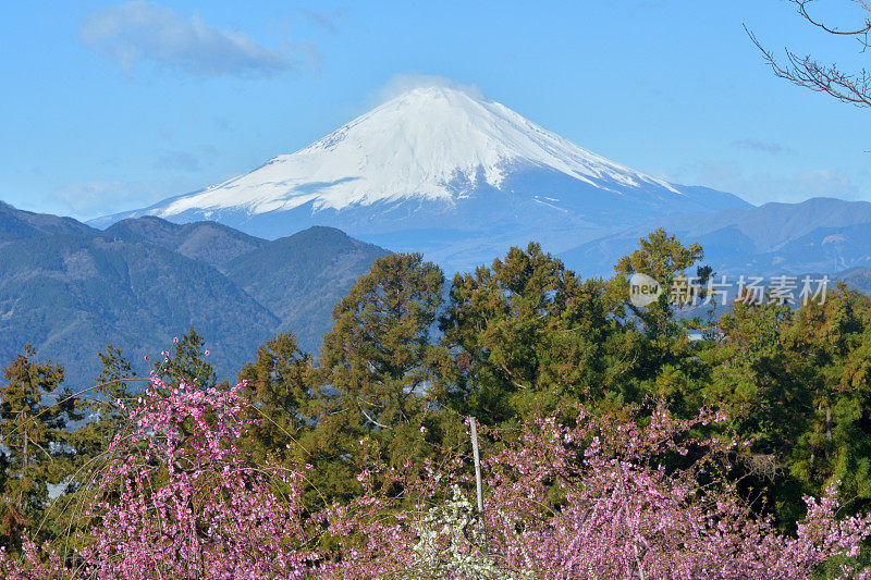 富士山和粉红哭泣梅花