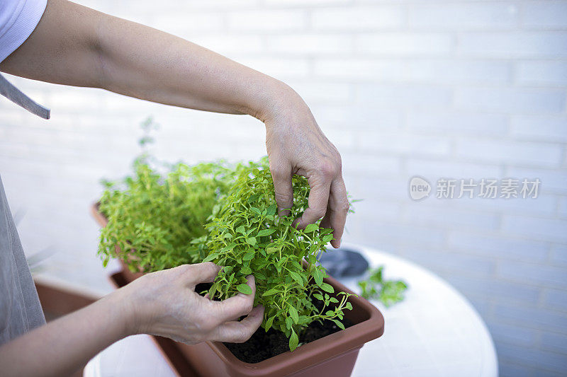 女人伸手剪烹饪用的药草