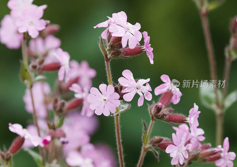 红色剪秋萝(硅烯dioica)