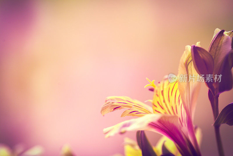 美丽的紫花花宏，花背景