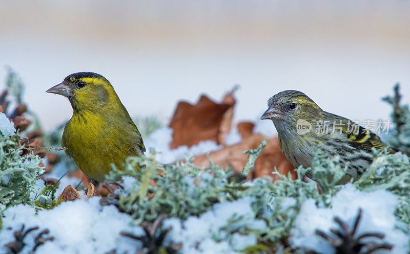 金翅雀在冬天